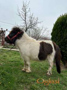 Prodajem poni pastuva